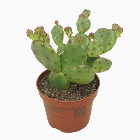 Opuntia humifusa