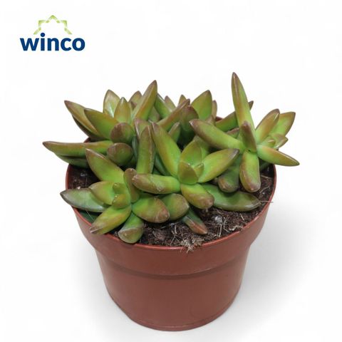 Sedum nussbaumerianum