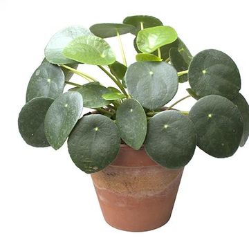 Pilea peperomioides