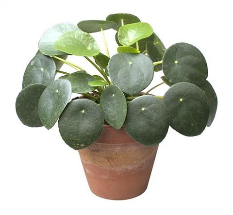 Pilea peperomioides