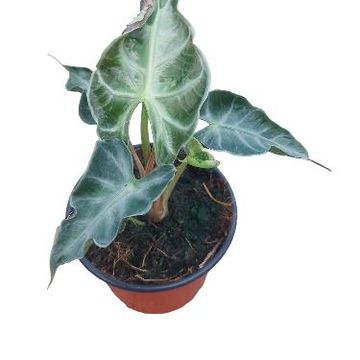 Alocasia 'Loco'