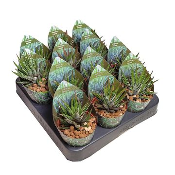 Haworthia fasciata