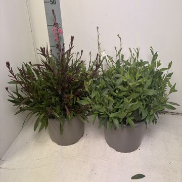 Gaura lindheimeri STEFFI MIX