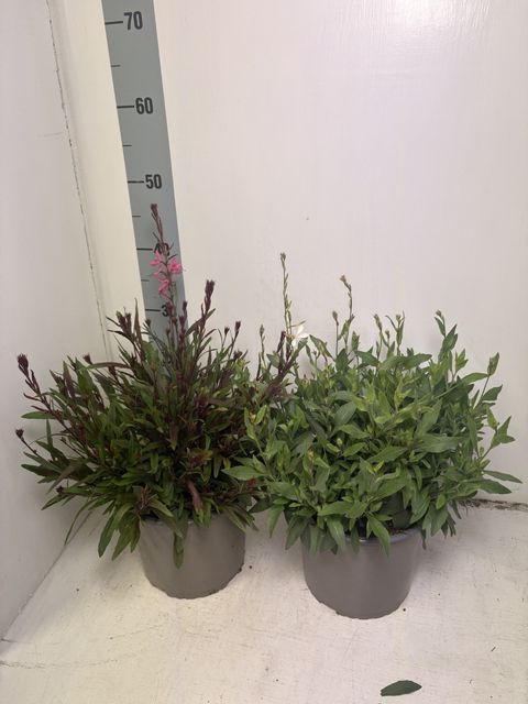 Gaura lindheimeri STEFFI MIX