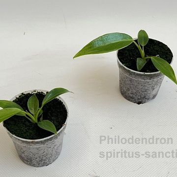 Philodendron spiritus-sancti