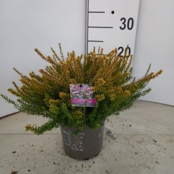 Erica x darleyensis 'Mary Helen'