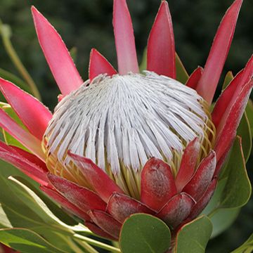 Protea cynaroides 'Madiba'