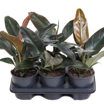 Philodendron 'Imperial Red'