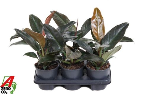 Philodendron 'Imperial Red'