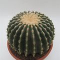 Echinocactus grusonii nudum