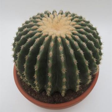 Echinocactus grusonii nudum