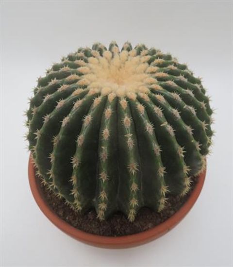 Echinocactus grusonii nudum
