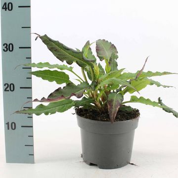 Persicaria amplexicaulis 'Dark Red'