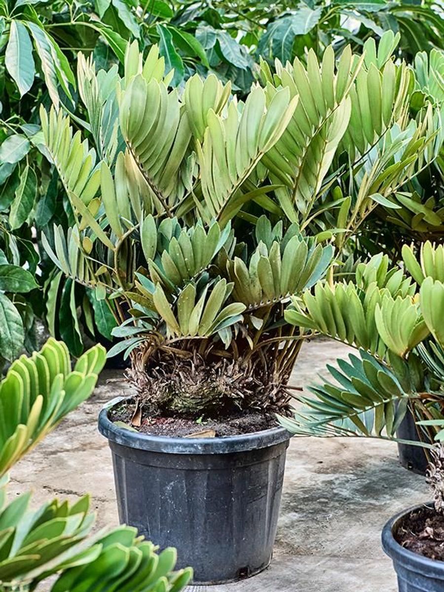 Zamia furfuracea — Plant Wholesale FlorAccess
