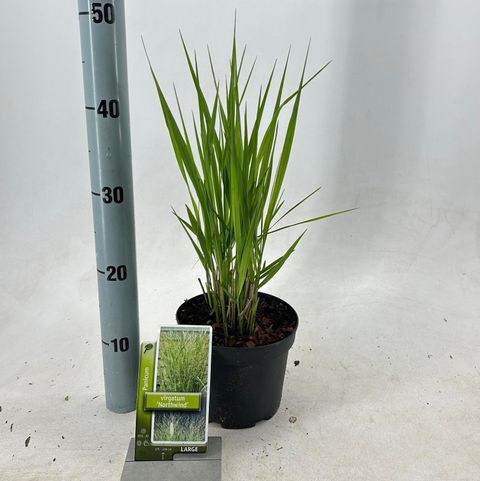 Panicum virgatum 'Northwind'