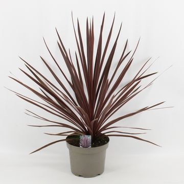 Cordyline australis 'Red Sensation'