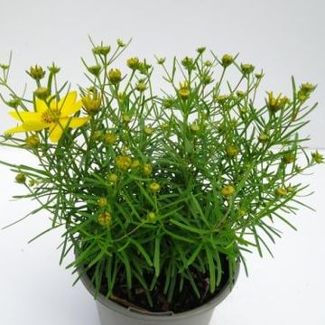 Coreopsis verticillata 'Zagreb'