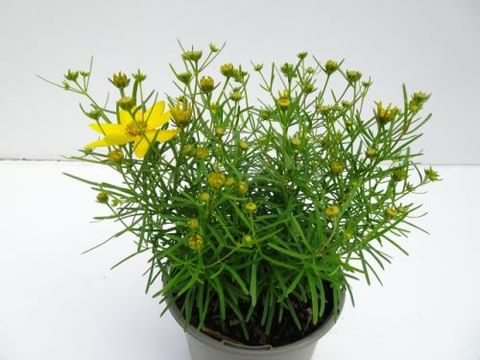 Coreopsis verticillata 'Zagreb'