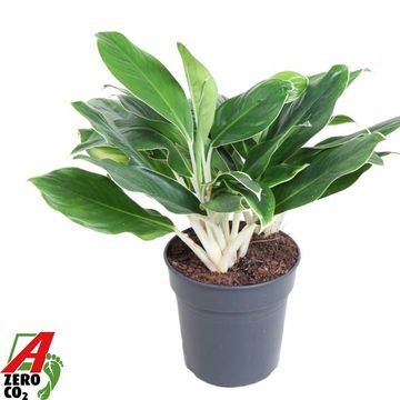 Aglaonema 'White Edge'
