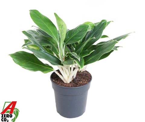 Aglaonema 'White Edge'