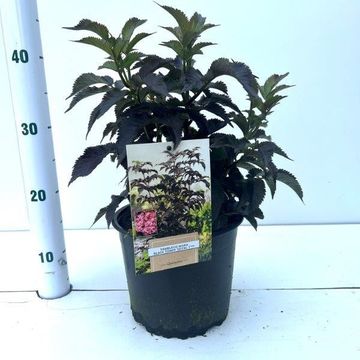 Sambucus nigra BLACK TOWER