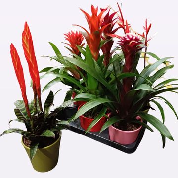 Bromelia MIX