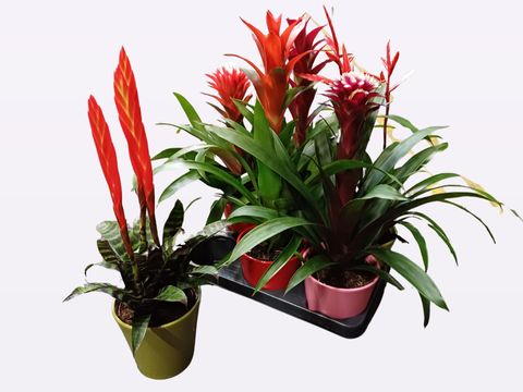 Bromelia MIX