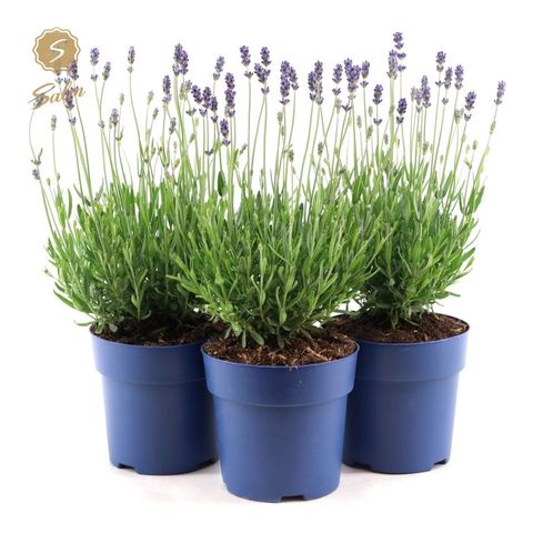 Lavandula angustifolia 'Felice Light Blue'