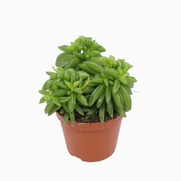 Peperomia dolabriformis