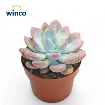 x Graptoveria 'Opalina'