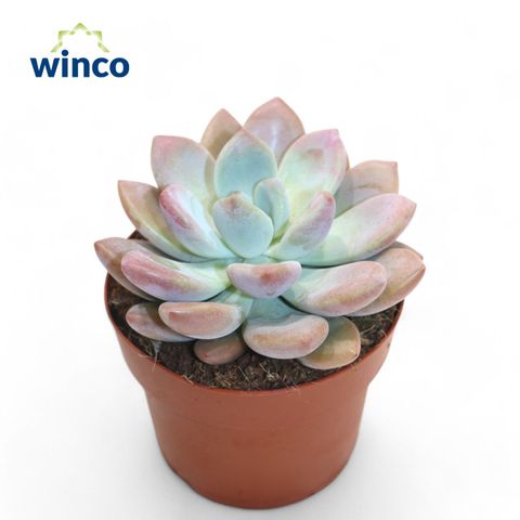 x Graptoveria 'Opalina'