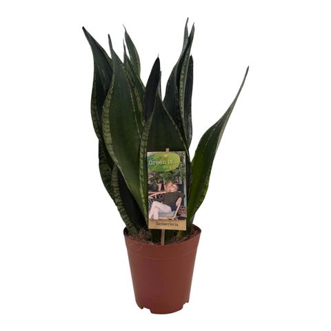 Sansevieria trifasciata 'Silver Flame'