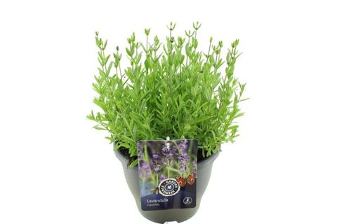 Lavandula angustifolia BLUE SCENT