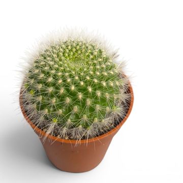 Matucana haynei