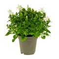 Campanula portenschlagiana WHITE GET MEE