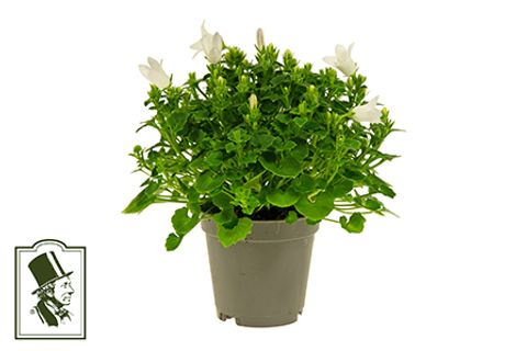 Campanula portenschlagiana WHITE GET MEE