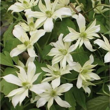 Clematis 'Margaret Jones' (M)