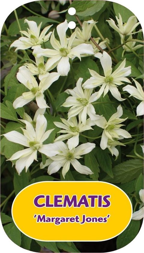 Clematis 'Margaret Jones' (M)