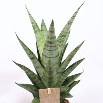 Sansevieria 'Tough Lady'