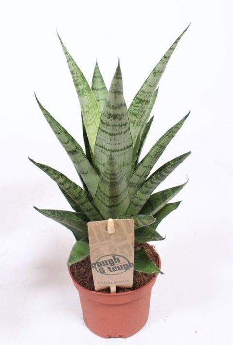 Sansevieria 'Tough Lady'