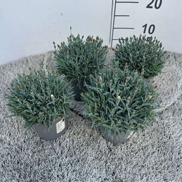 Dianthus caryophyllus 'Violett Wonder'