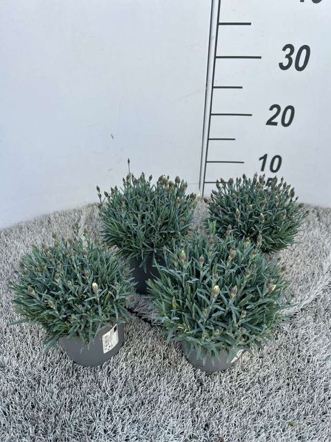 Dianthus caryophyllus 'Violett Wonder'