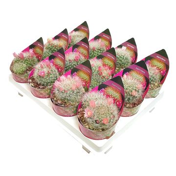 Mammillaria bocasana