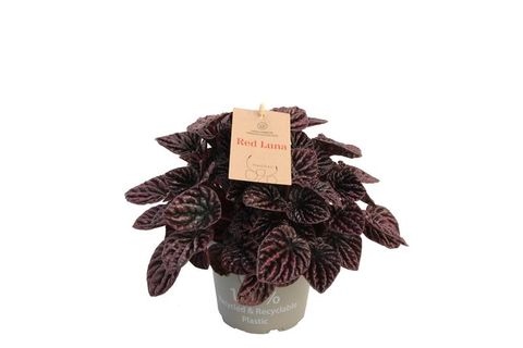 Peperomia caperata 'Red Luna'