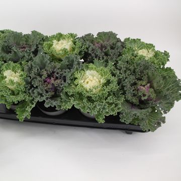 Brassica oleracea MIX