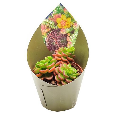 x Sedeveria 'Letizia'