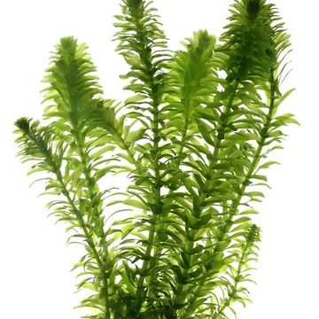 Elodea canadensis