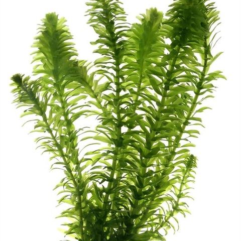 Elodea canadensis — Plant Wholesale FlorAccess