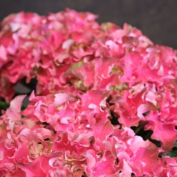 Гидрангея крупнолистная SURFING SAFARI BAYVIEW