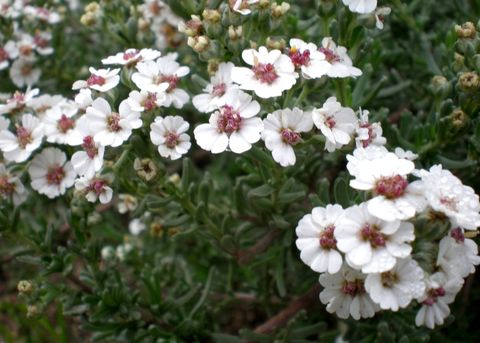 Eriocephalus africanus